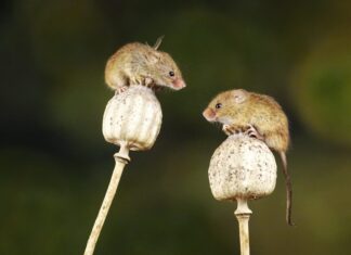 A Lot of Mice