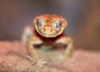I’m a Freaking Salamander
