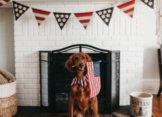 It’s the 4th of July and I don’t feel free having to listen to your shit all night short-coated brown dog biting American flag