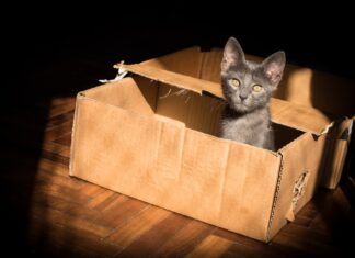 Drag Your Tape Gun Across the Night black cat in brown cardboard box