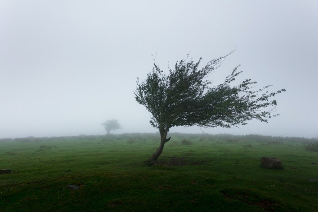 SPIRIT AND / OR WIND